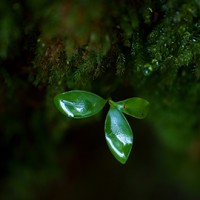 green_leaf_kentaro_fukuda